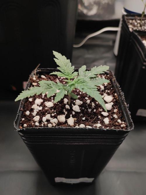 White Widow x Freakshow. Week 1