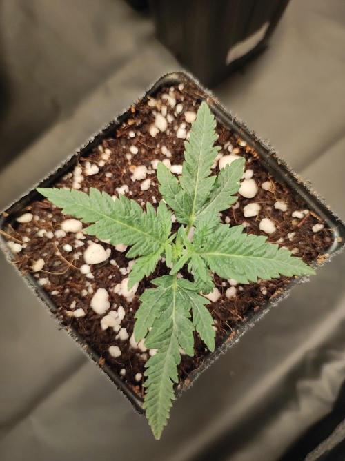 White Widow x Freakshow. Week 1