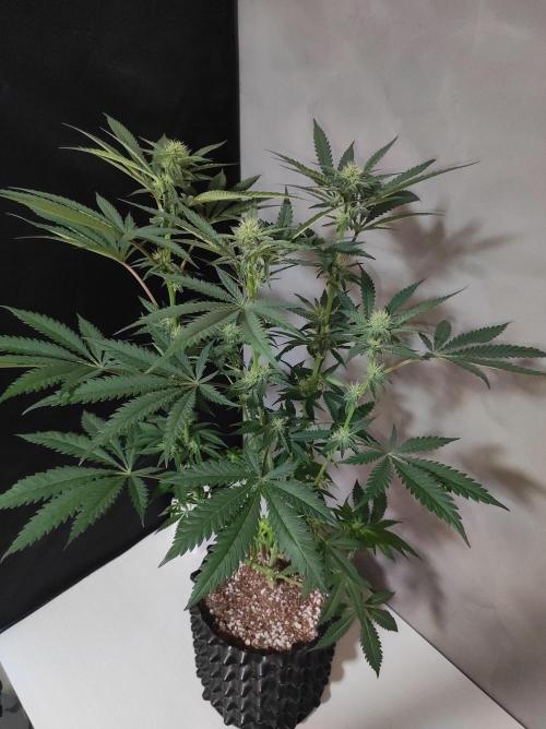Godness Flower. Week 9
