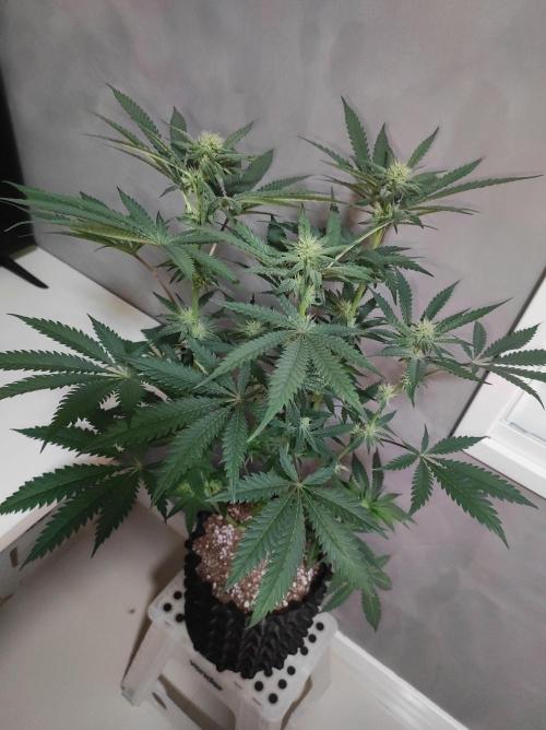 Godness Flower. Week 9