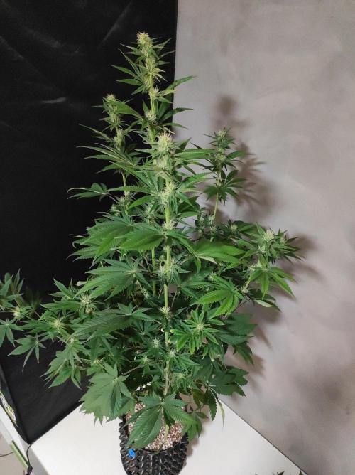 Lambeijax #2. Week 9