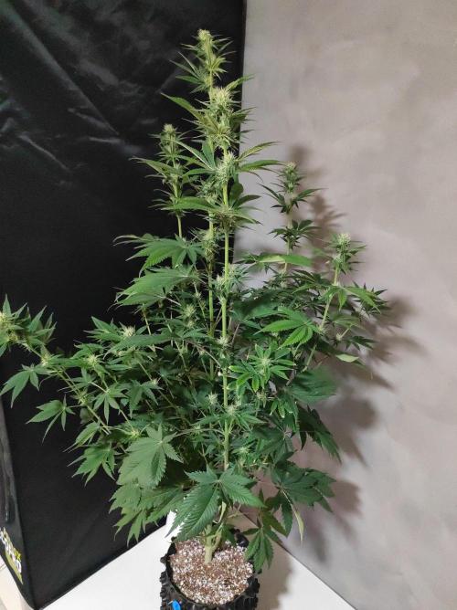 Lambeijax #2. Week 9