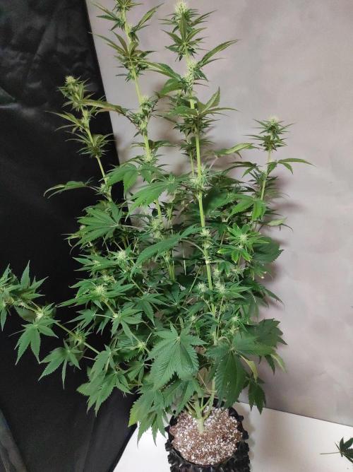 Lambeijax #2. Week 9