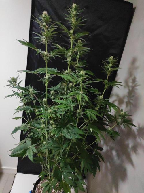 Lambeijax #2. Week 9