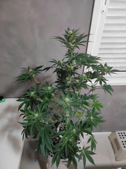 Godness Flower #2. Week 9