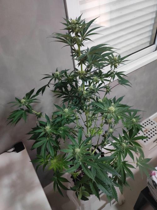 Godness Flower #2. Week 9