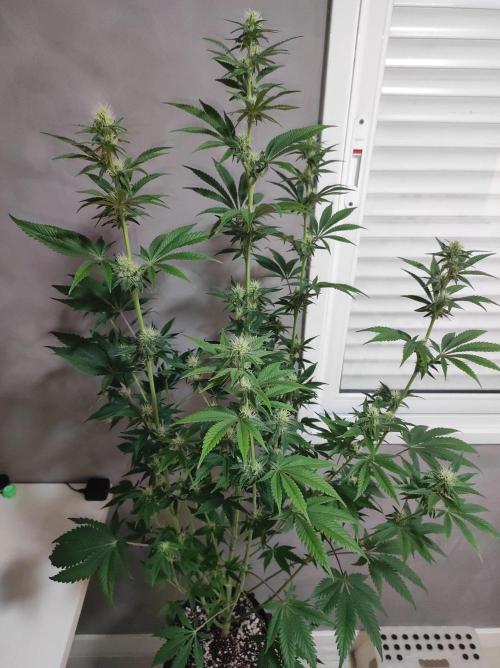 Lambeijax #2. Week 9