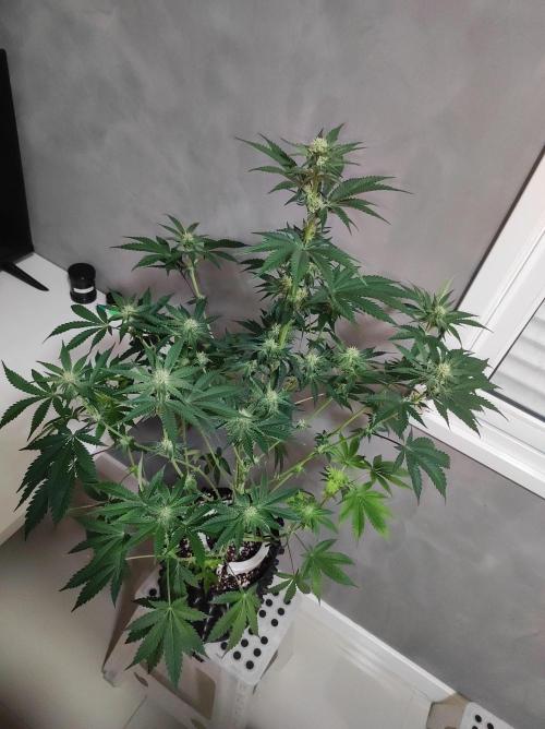 Godness Flower #2. Week 9