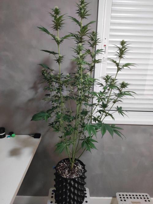 Lambeijax #2. Week 9