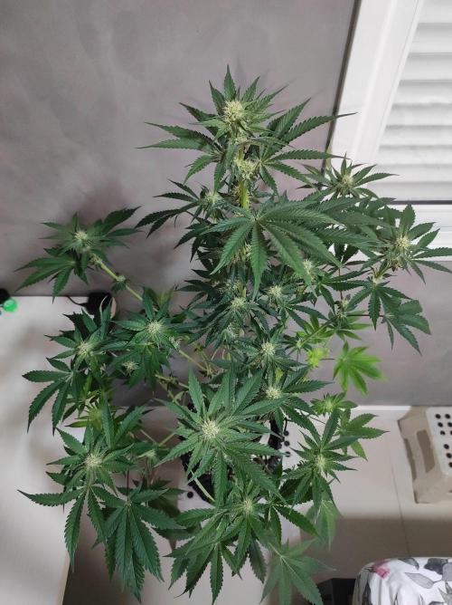 Godness Flower #2. Week 9
