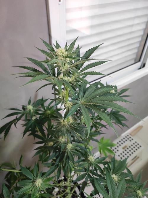 Godness Flower #2. Week 9