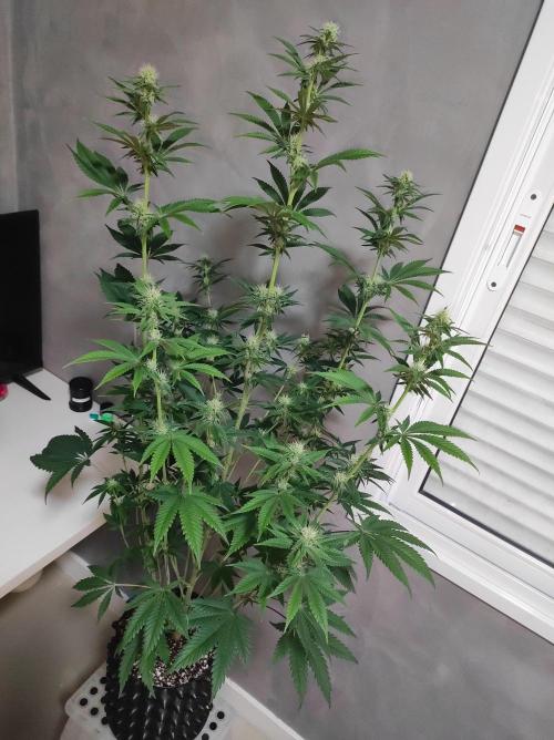 Lambeijax #2. Week 9