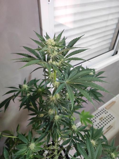 Godness Flower #2. Week 9