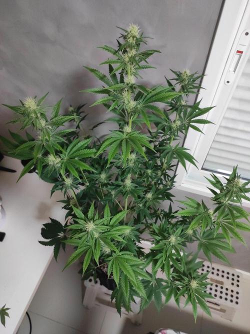 Lambeijax #2. Week 9