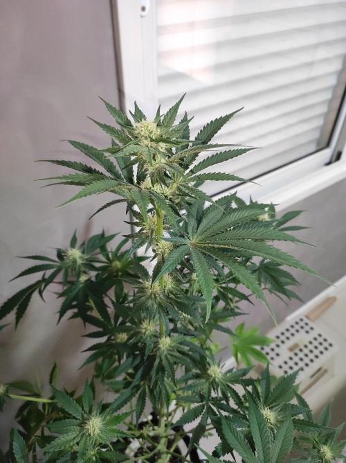 Godness Flower #2. Week 9