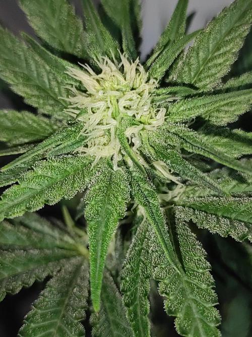 Godness Flower #2. Week 9