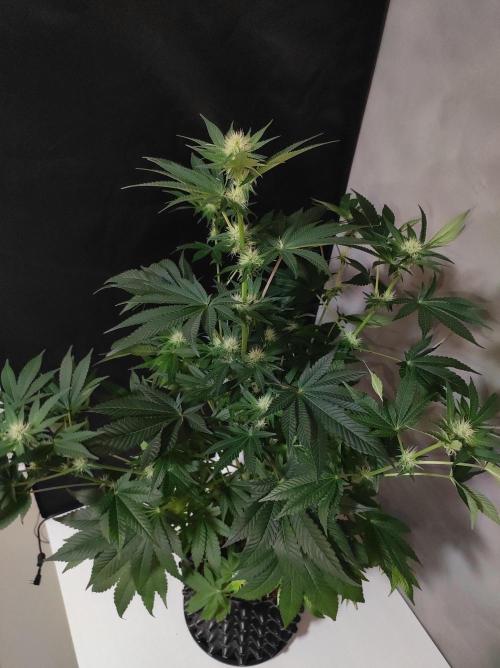 Colombian Gold. Week 9