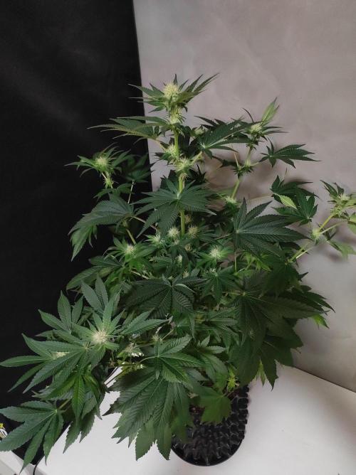 Colombian Gold. Week 9