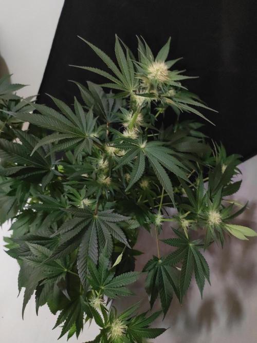 Colombian Gold. Week 9