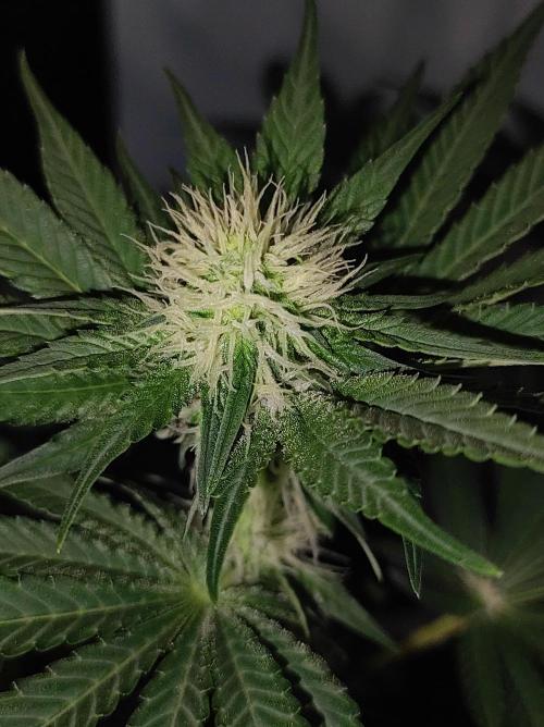 Colombian Gold. Week 9