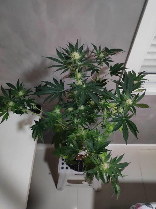 Colombian Gold. Week 9