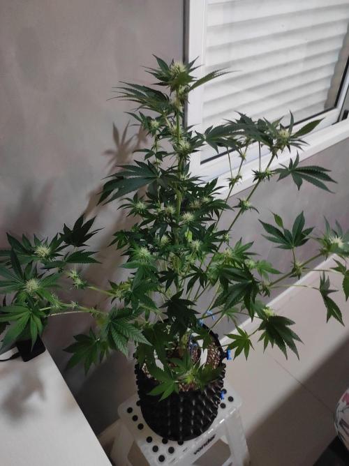 Colombian Gold. Week 9