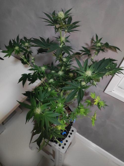 Colombian Gold. Week 9