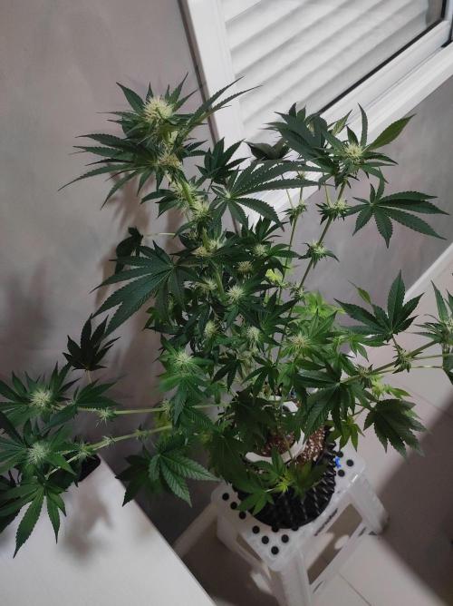 Colombian Gold. Week 9