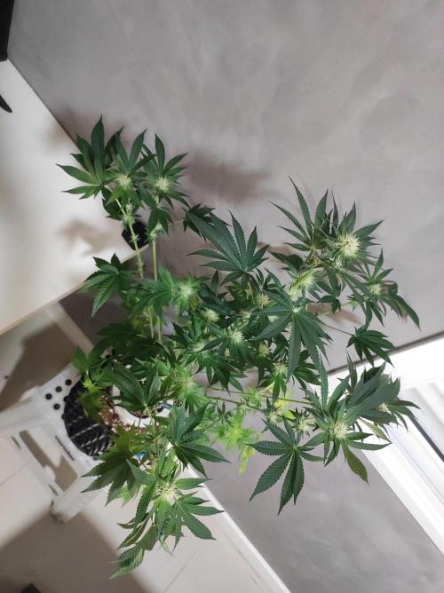 Colombian Gold. Week 9