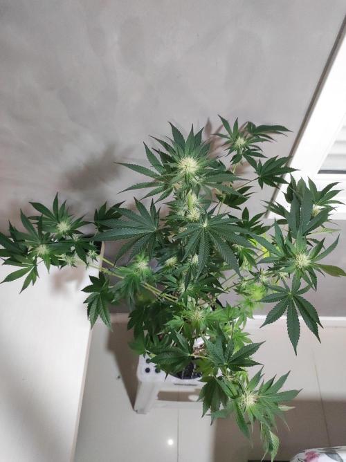 Colombian Gold. Week 9