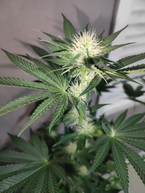 Colombian Gold. Week 9