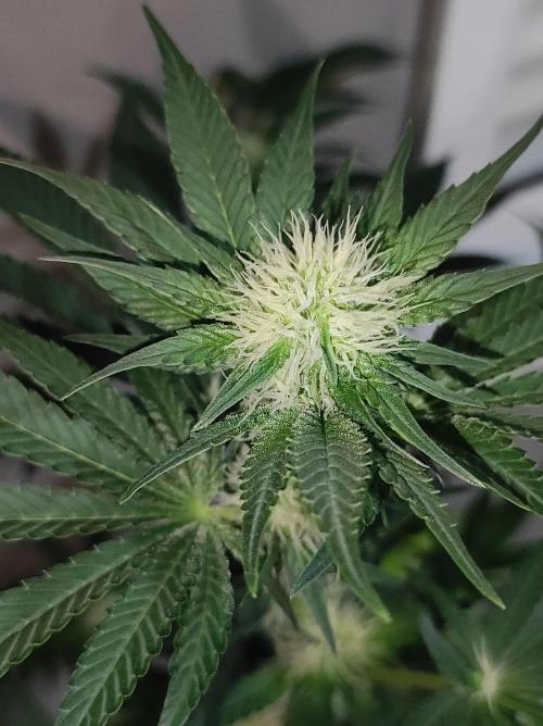 Colombian Gold. Week 9