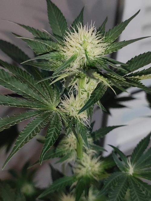 Colombian Gold. Week 9