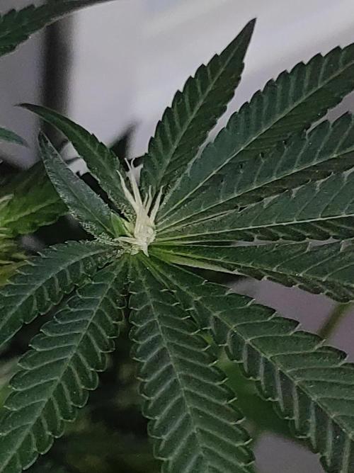 Colombian Gold. Week 9