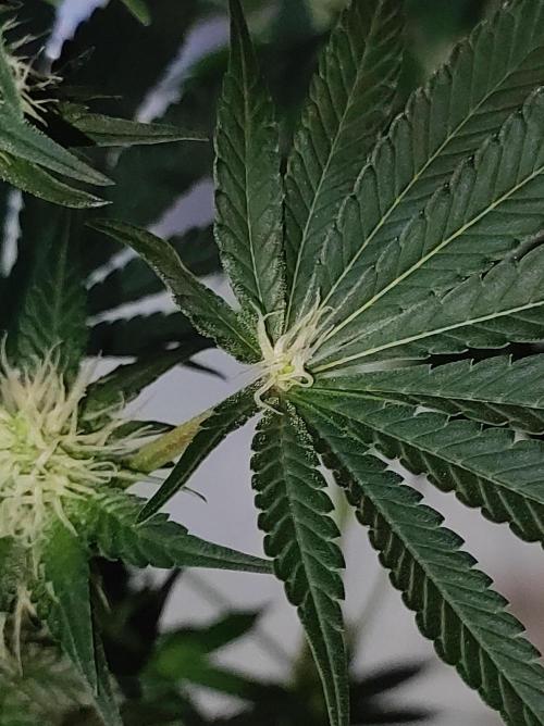 Colombian Gold. Week 9