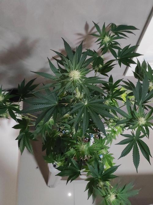 Colombian Gold. Week 9