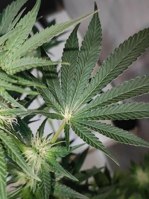 Colombian Gold. Week 9