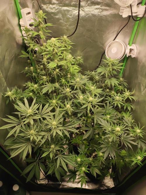 Colombian Gold. Week 9