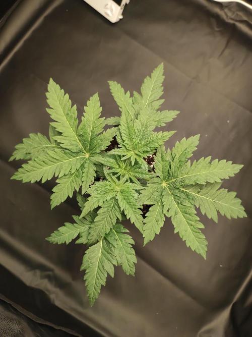 White Widow x Freakshow. Week 2