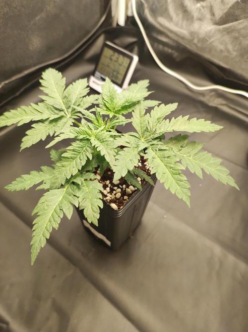 White Widow x Freakshow. Week 2