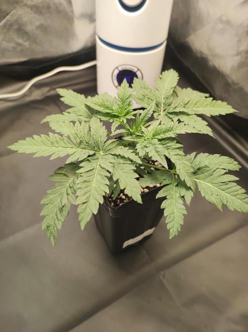 White Widow x Freakshow. Week 2