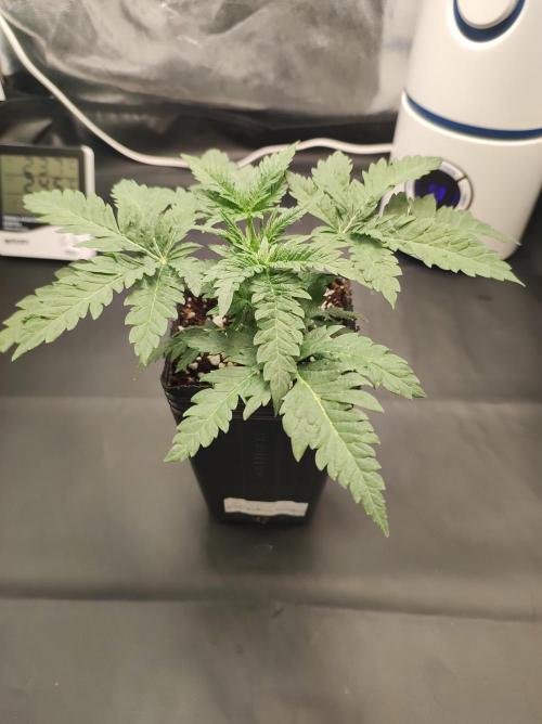 White Widow x Freakshow. Week 2