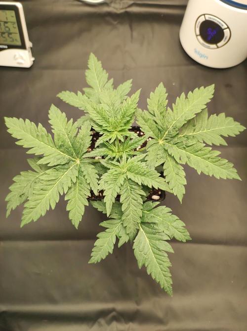 White Widow x Freakshow. Week 2