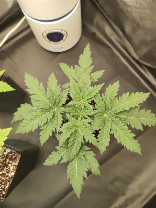 White Widow x Freakshow. Week 2