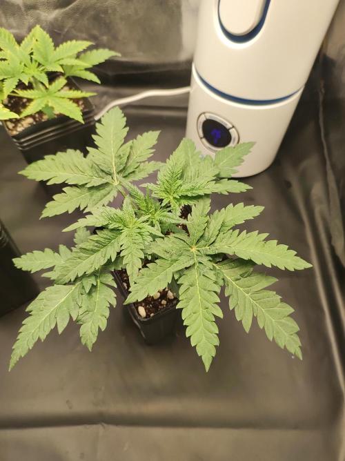 White Widow x Freakshow. Week 2