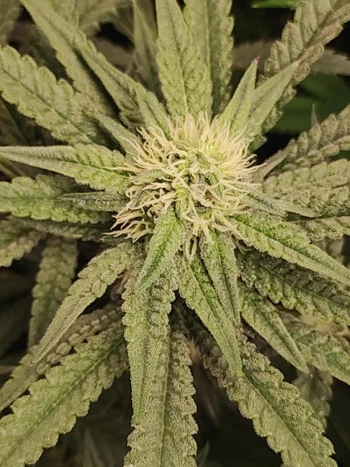 Godness Flower. Week 10