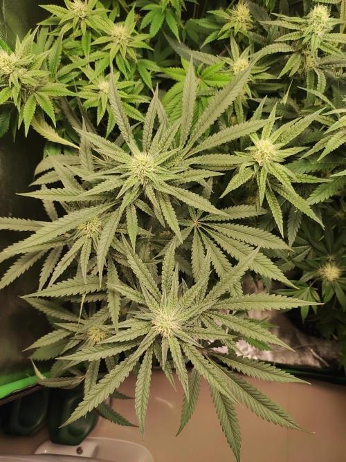 Godness Flower. Week 10