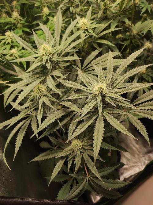 Godness Flower. Week 10