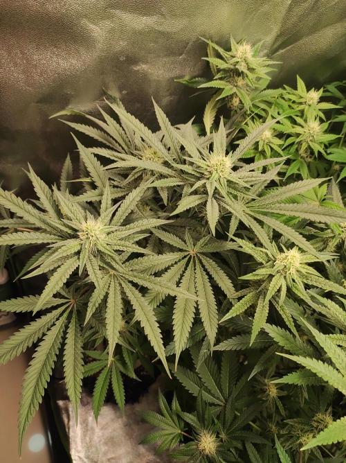 Godness Flower. Week 10