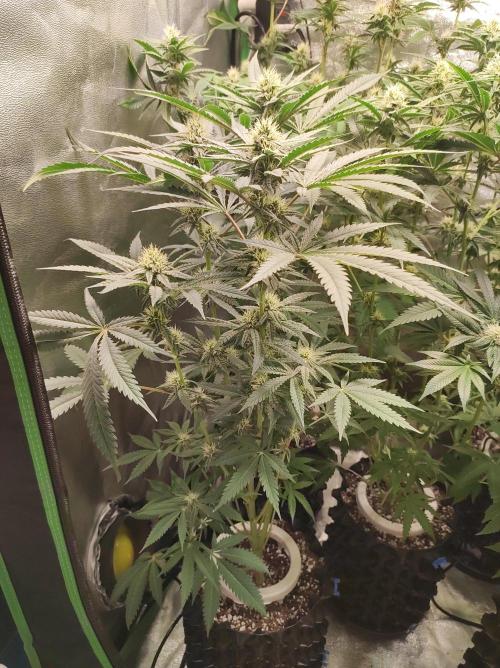 Godness Flower. Week 10